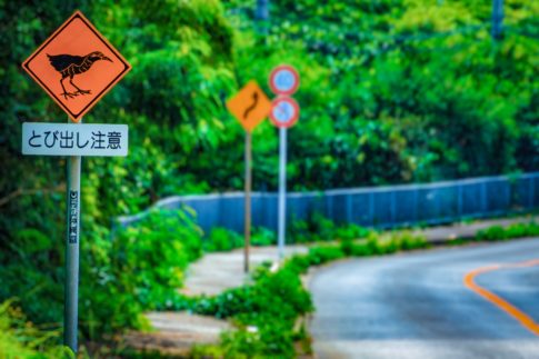 やんばる看板