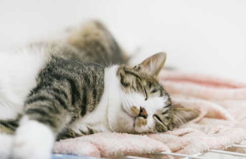 猫