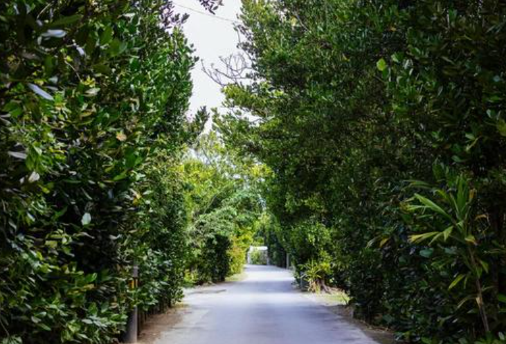 フクギ並木フリー画像