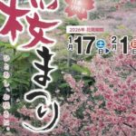 【2026年1月17日～2月1日】鮮やかな海と桜のコントラストが楽しめる！第48回 もとぶ八重岳桜まつり