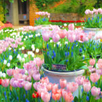 【2026年1月31日（土）～2月8日（日）】沖縄県内最大級！約30品種・7万球のチューリップが彩る「チューリップフェア」本部町・熱帯ドリームセンターで開催