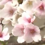 【2026年3月8日～3月31日】幻の白い桜が本部町に！「もとぶ・伊豆味クメノサクラ祭り」開催