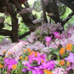 【2026年3月20日～4月12日】晩春から初夏の“うりずん”を楽しむ♪「らんの花祭りうりずん～うりずんの花道～」開催